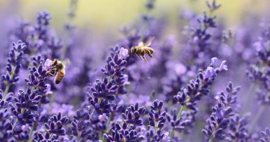 Ile zapłacimy za środki zwalczające insekty?