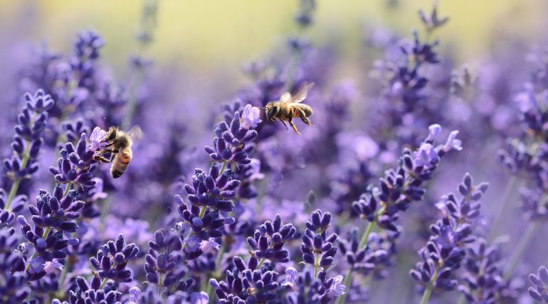 Ile zapłacimy za środki zwalczające insekty?